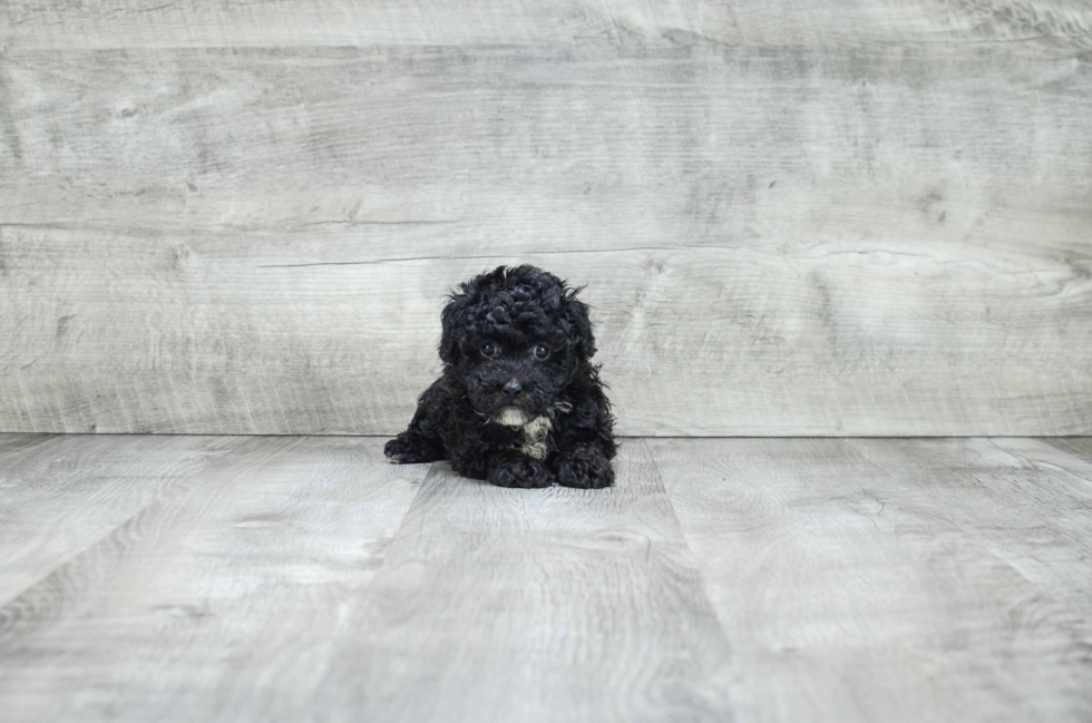 Little Poodle Purebred Pup