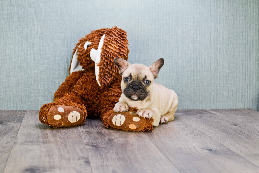 Smart Frenchie Purebred Puppy