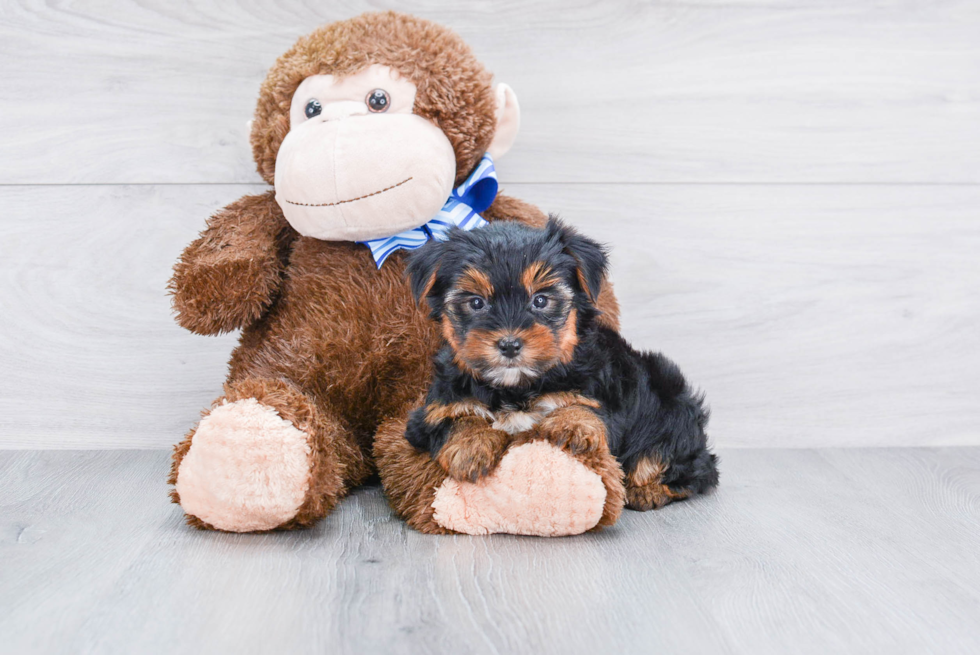 Meet Rebecca - our Yorkshire Terrier Puppy Photo 