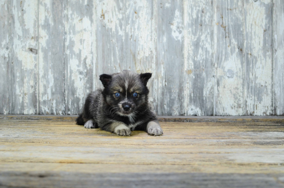 Pomsky Puppy for Adoption