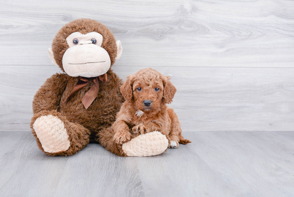 Best Mini Goldendoodle Baby