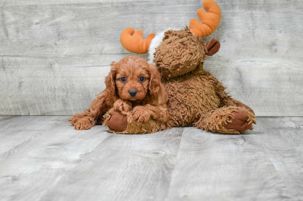 Cavapoo Puppy for Adoption