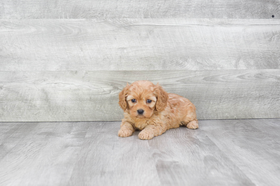 Friendly Cavapoo Baby