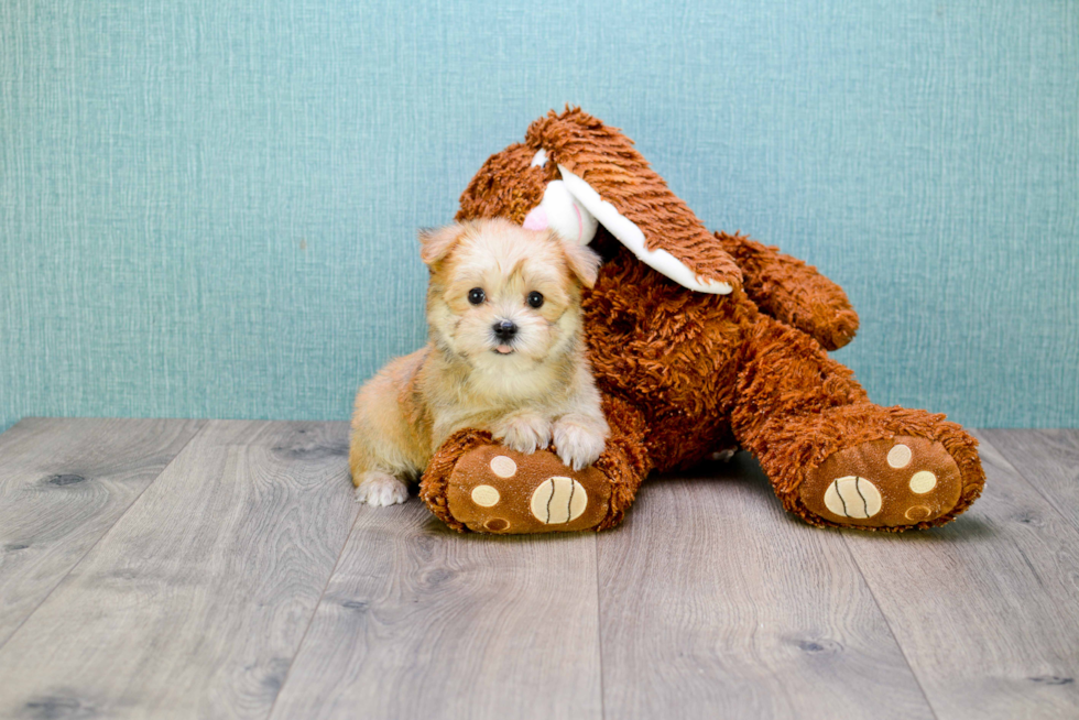 Adorable Yorkie Designer Puppy