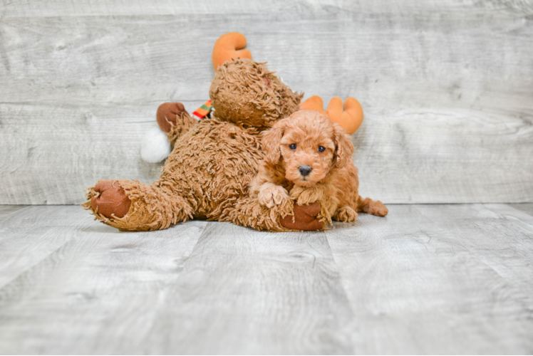 Friendly Mini Goldendoodle Baby