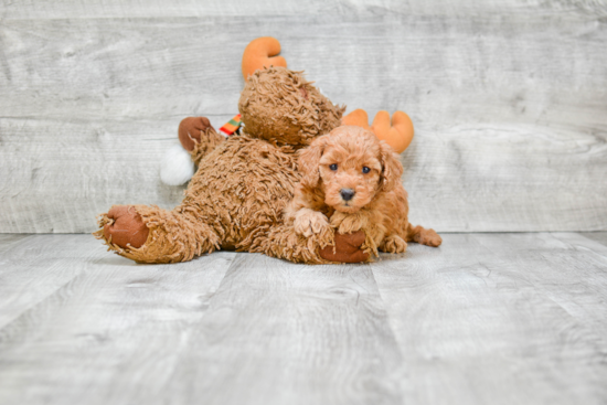 Friendly Mini Goldendoodle Baby