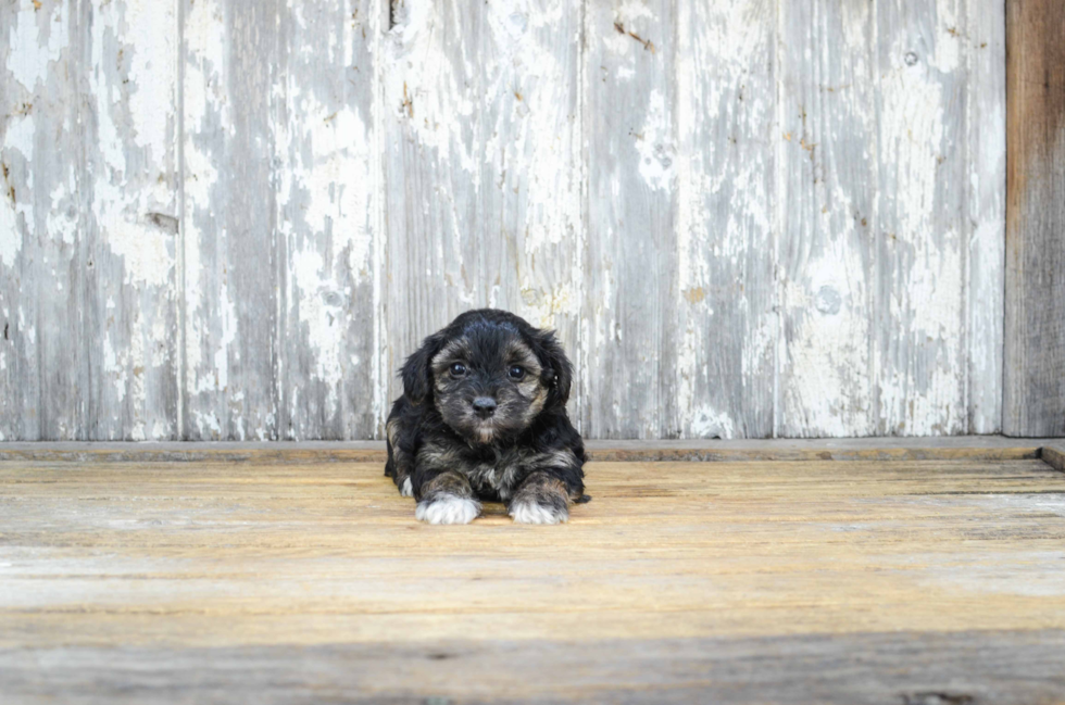 Best Morkie Baby