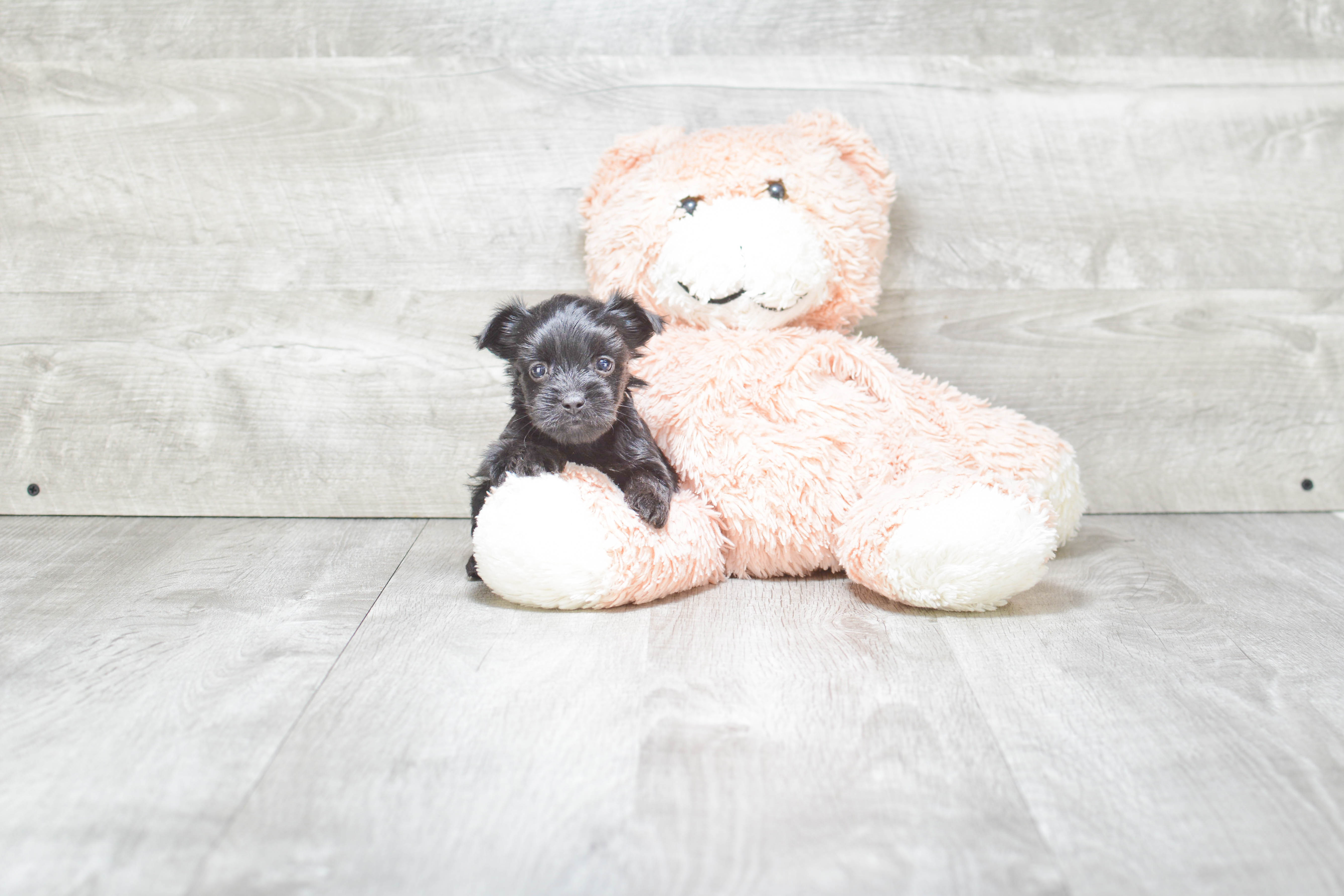 Morkie Puppy for Adoption