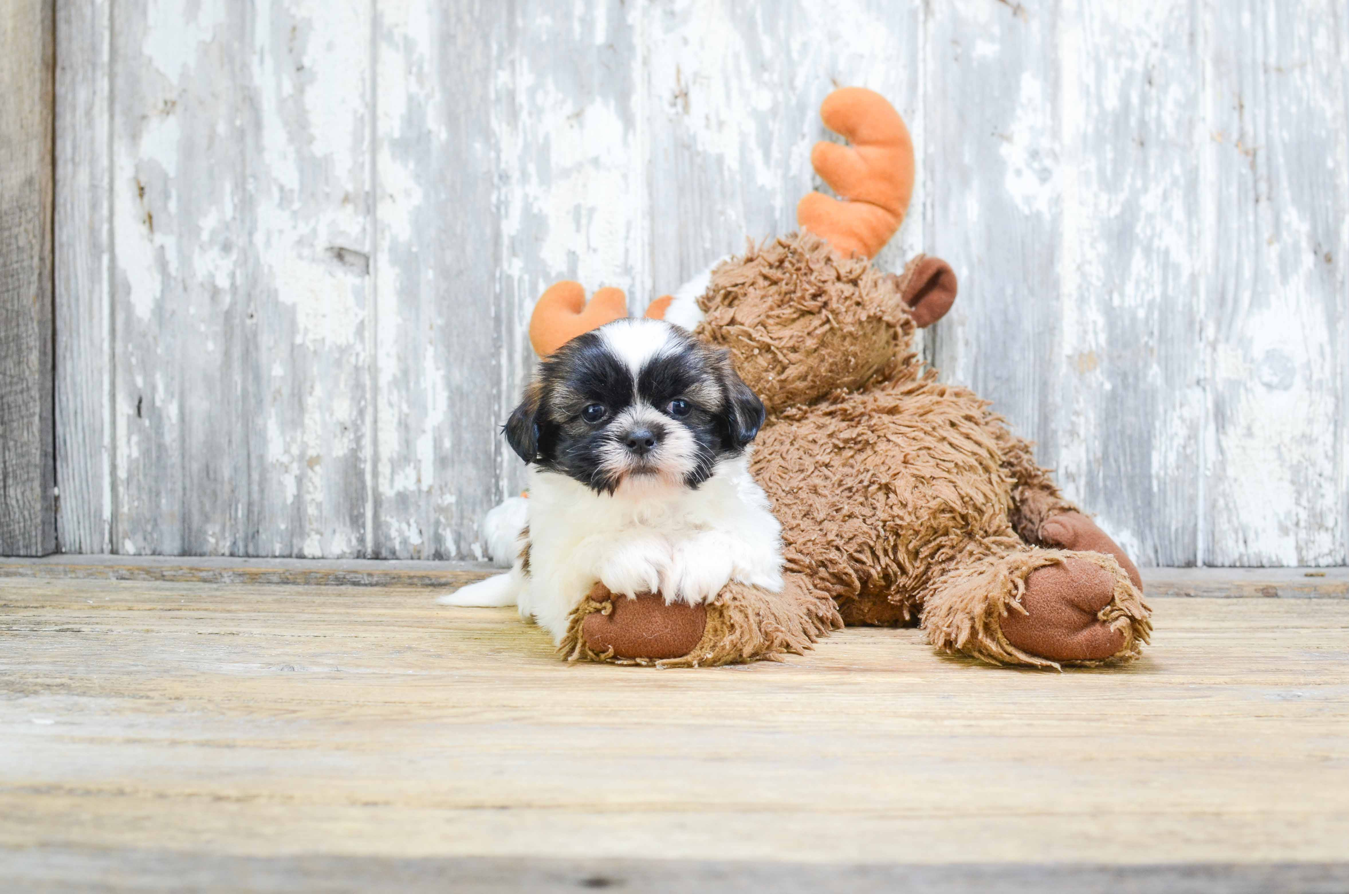 Teddy Bear Pup Being Cute
