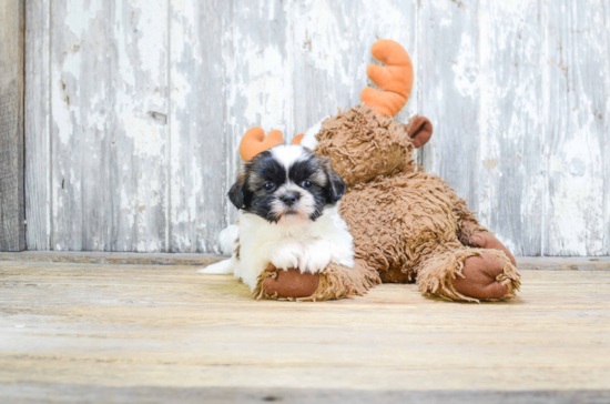 Teddy Bear Pup Being Cute