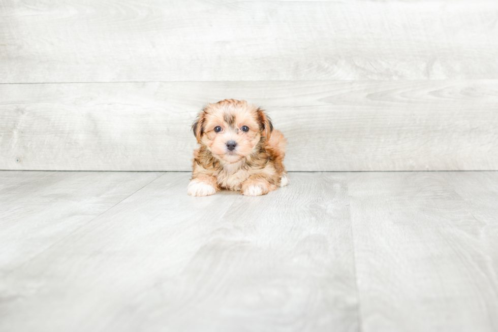 Energetic Yorkie Designer Puppy