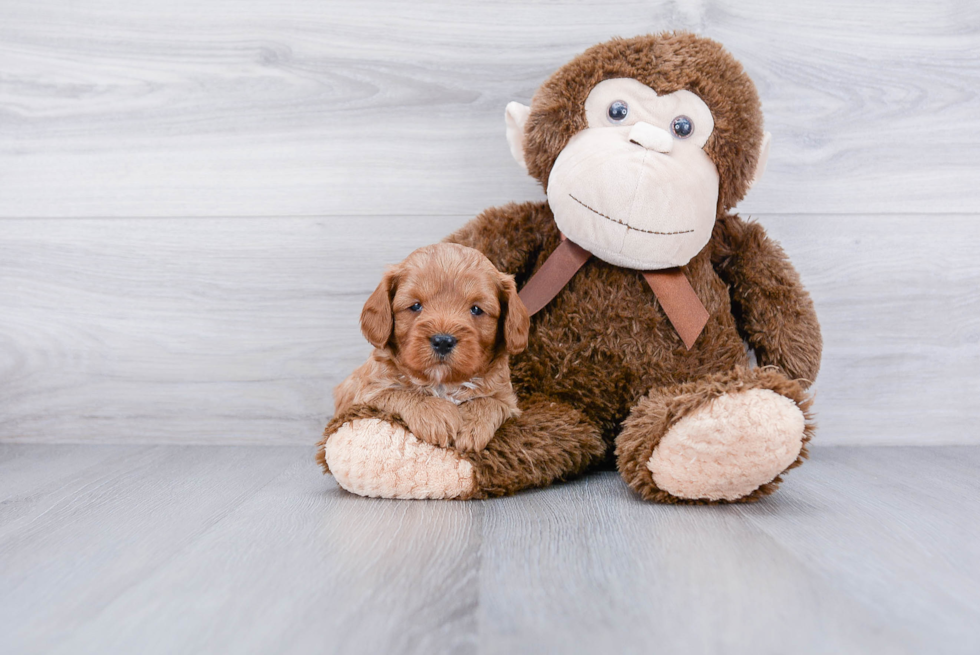 Best Cavapoo Baby
