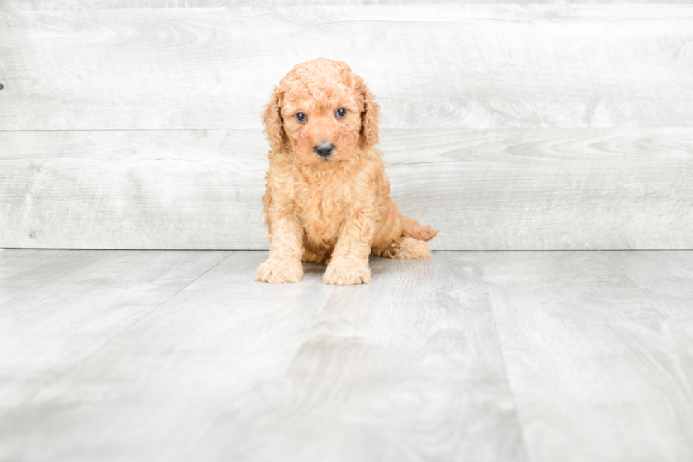 Mini Goldendoodle Puppy for Adoption