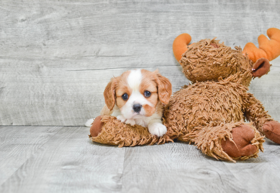 Cavalier King Charles Spaniel Pup Being Cute