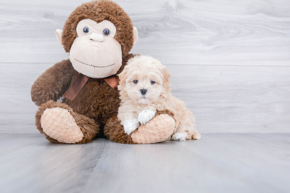 Maltipoo Pup Being Cute