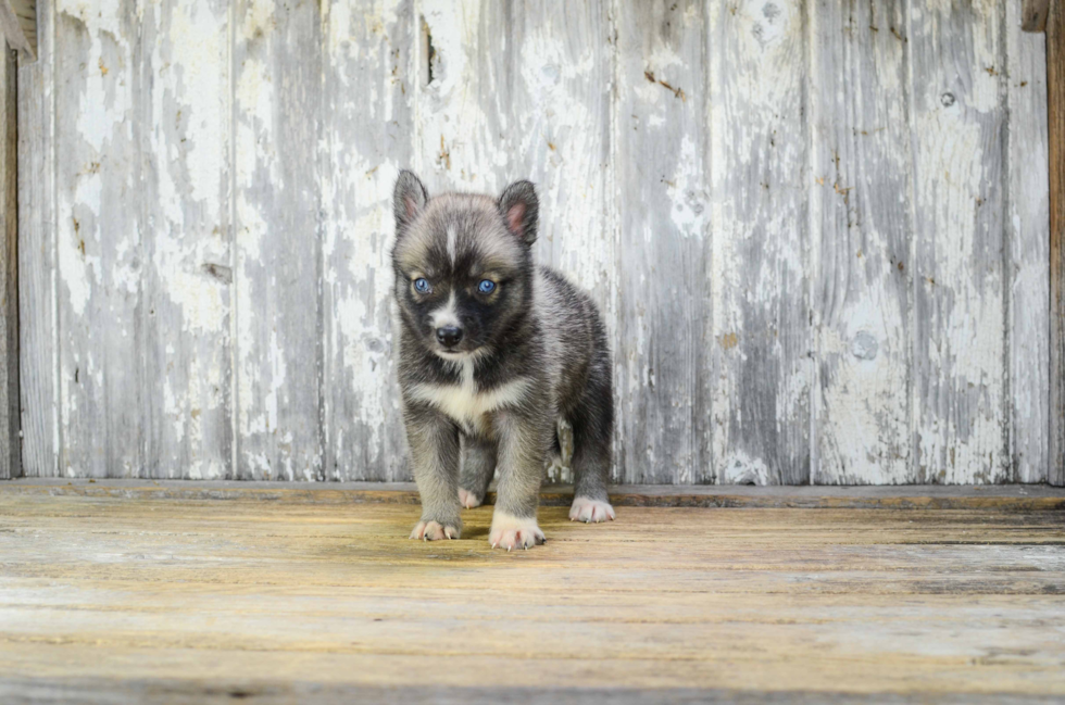 Popular Pomsky Designer Pup