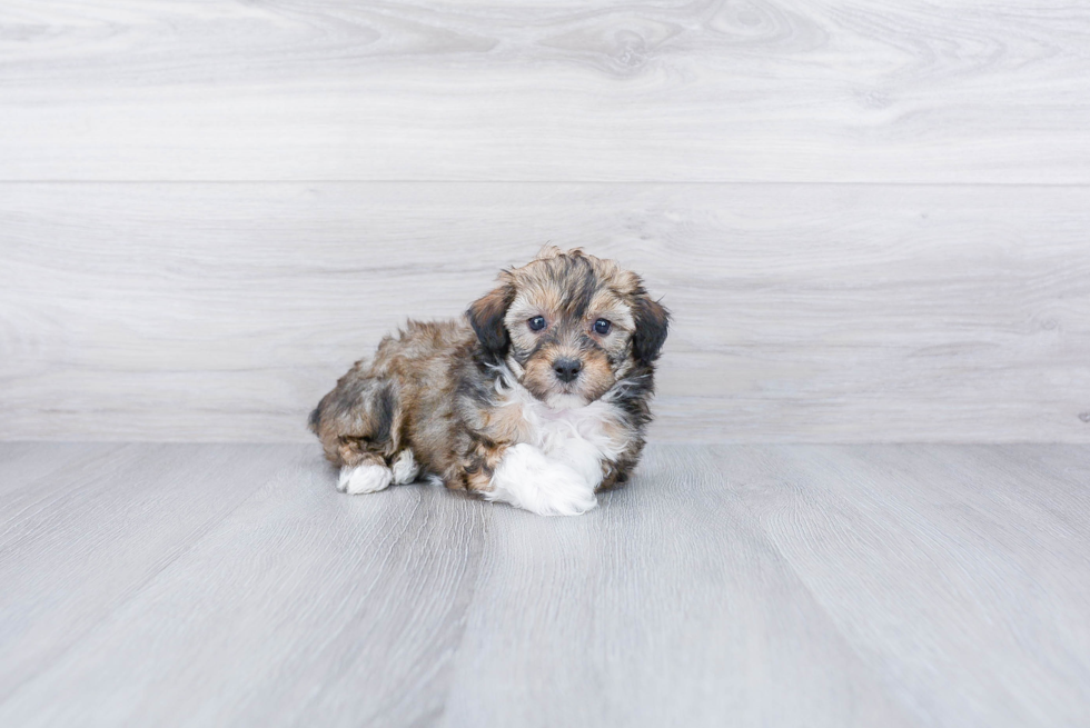 Cute Mini Aussiedoodle Baby