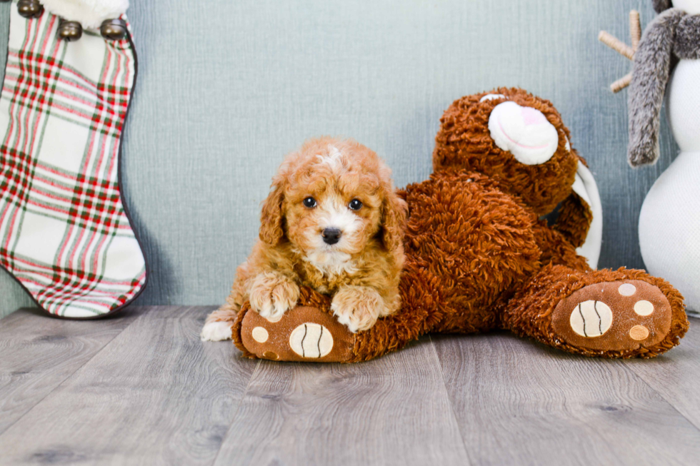 Mini Goldendoodle Pup Being Cute