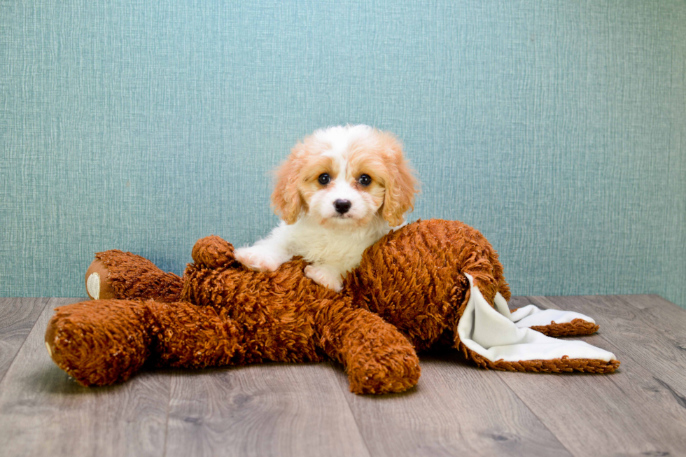 Cavachon Puppy for Adoption