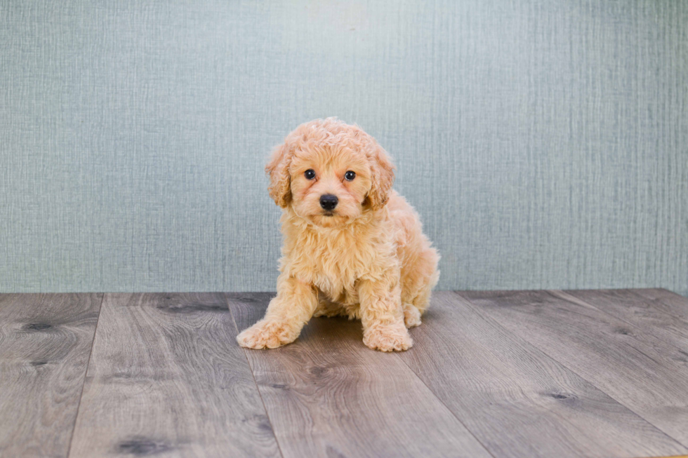 Energetic Golden Retriever Poodle Mix Puppy