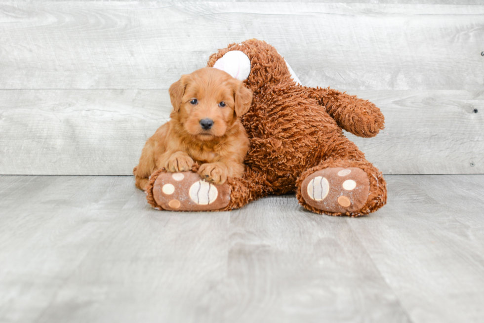 Mini Goldendoodle Puppy for Adoption