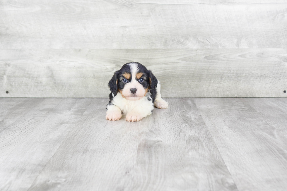 Best Cavachon Baby