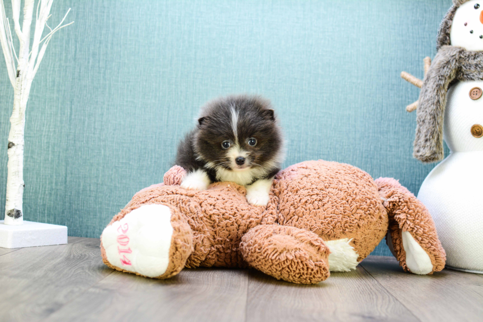 Friendly Pomeranian Purebred Pup