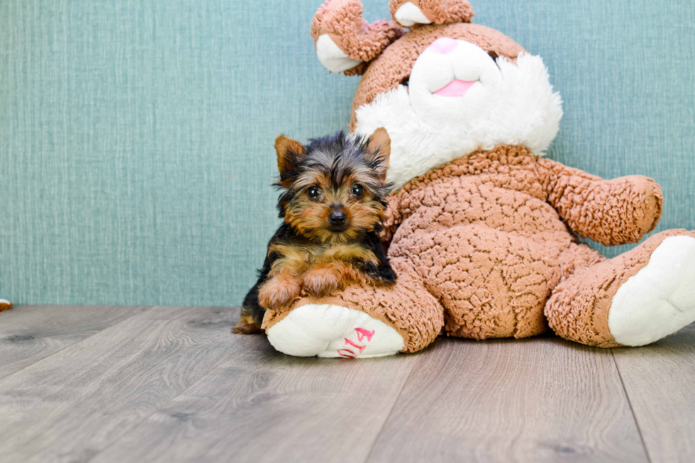 Meet Tinkerbell - our Yorkshire Terrier Puppy Photo 