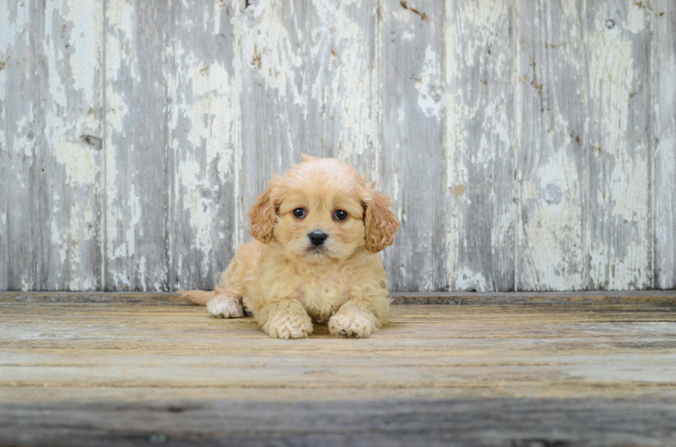 Cavachon Puppy for Adoption