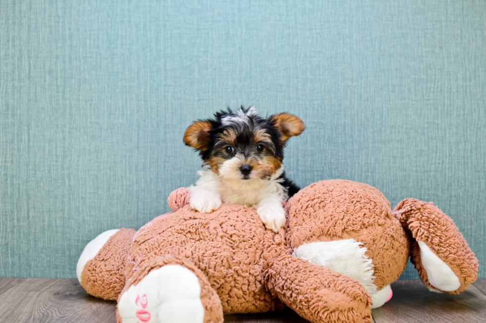 Best Havanese Baby