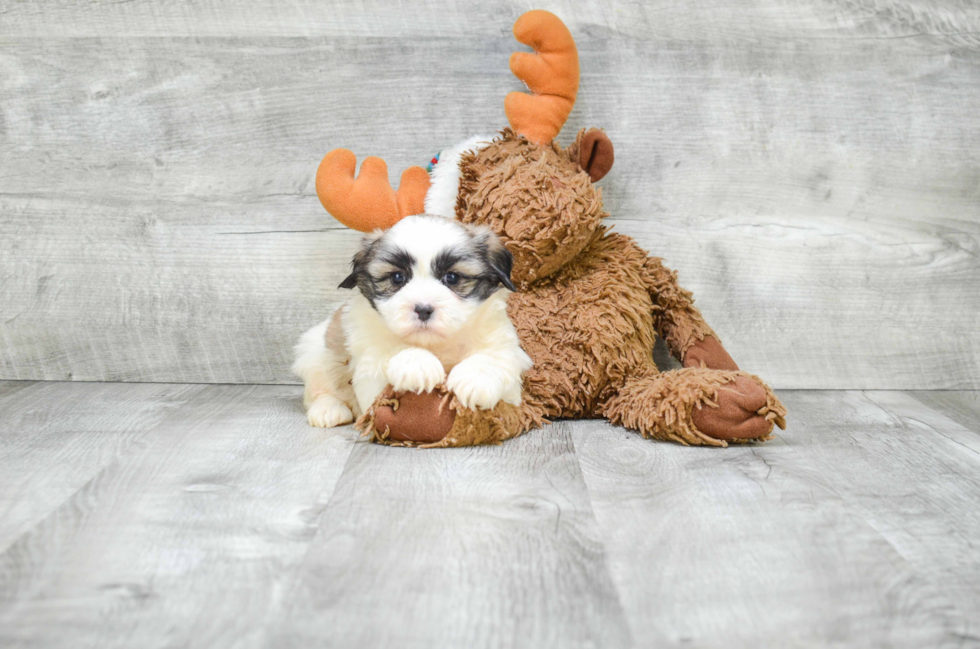 Energetic Shitzu Designer Puppy