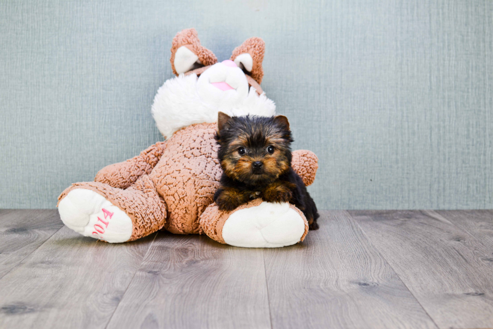 Meet Giselle - our Yorkshire Terrier Puppy Photo 