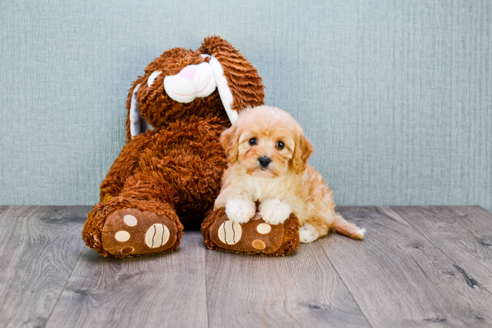 Cavapoo Pup Being Cute