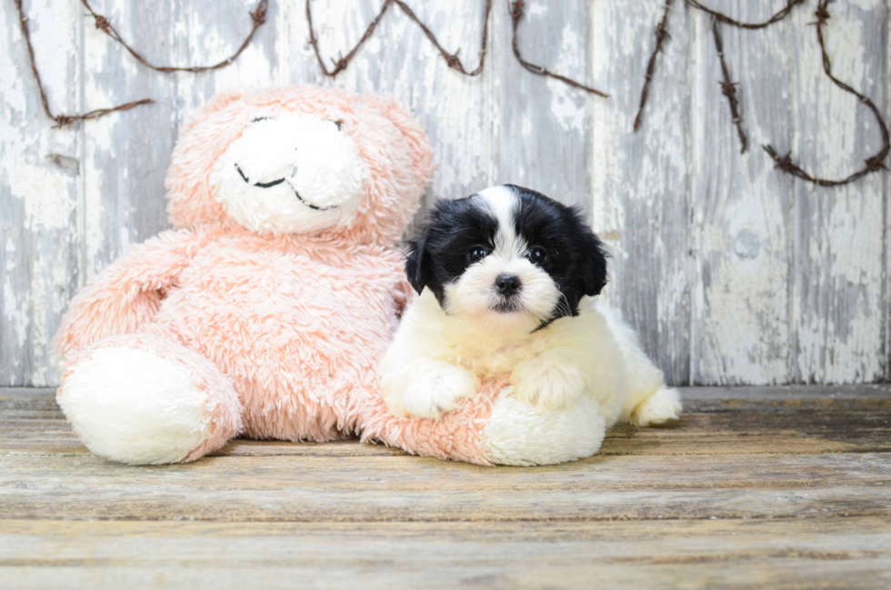 Popular Teddy Bear Designer Pup