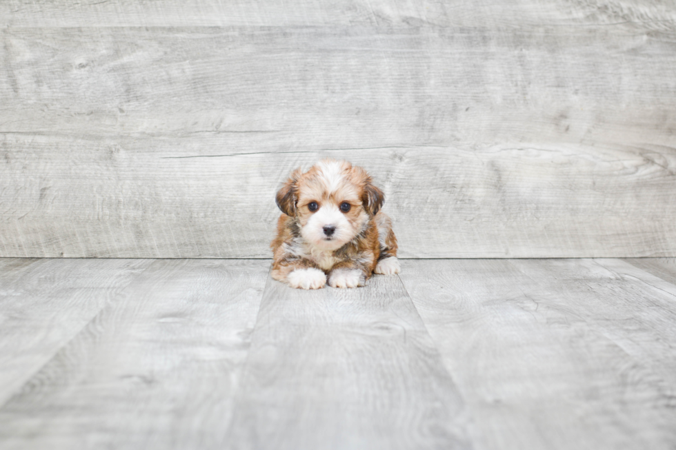 Morkie Pup Being Cute