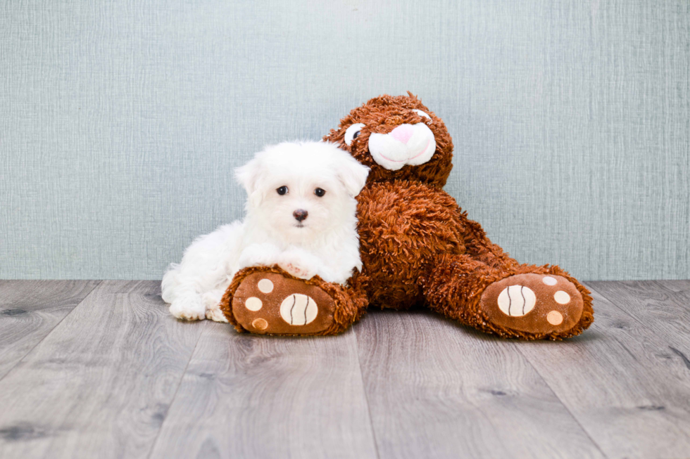 Playful Maltese Baby