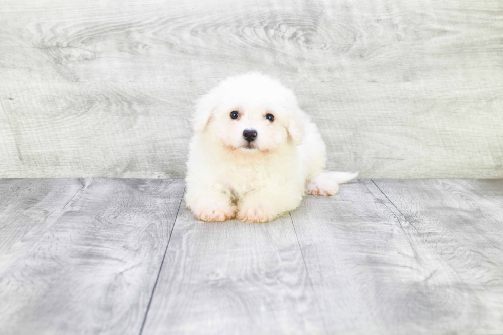 Bichon Frise Pup Being Cute