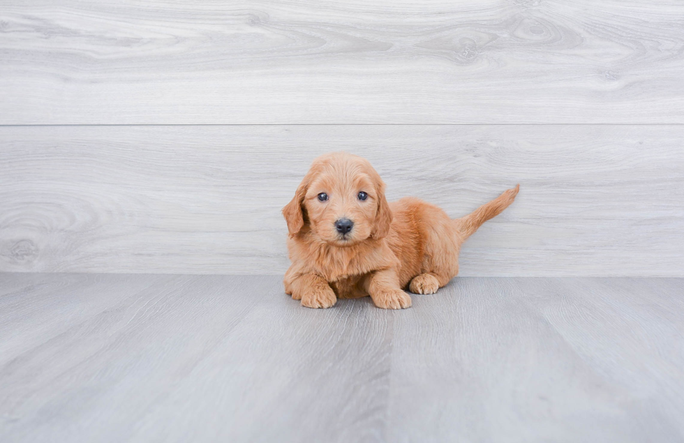 Sweet Mini Goldendoodle Baby