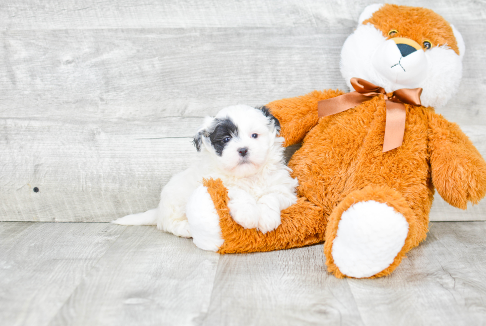 Teddy Bear Pup Being Cute