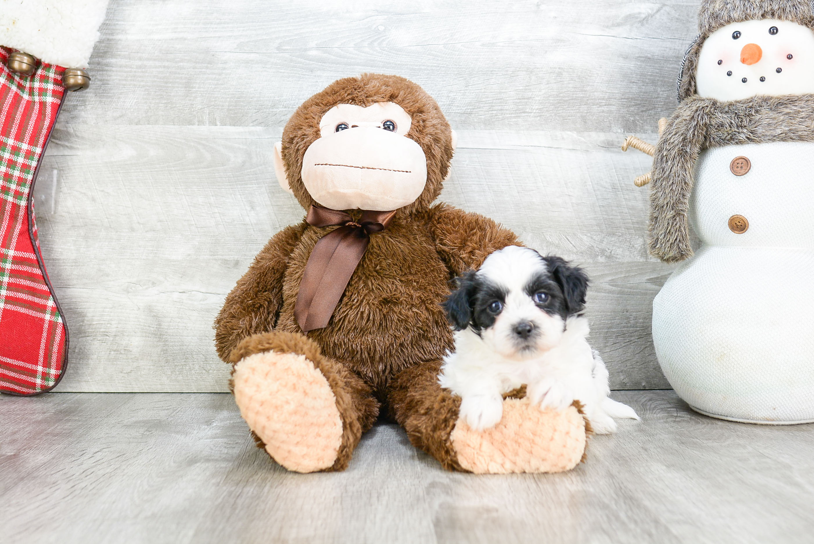 Teddy Bear Puppy for Adoption