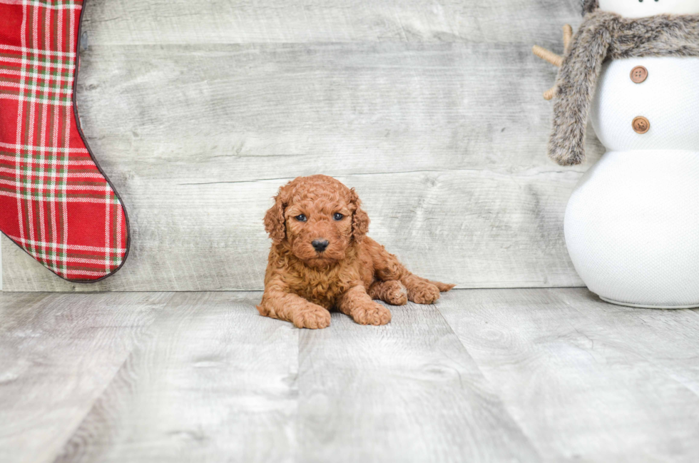 Fluffy Mini Goldendoodle Poodle Mix Pup