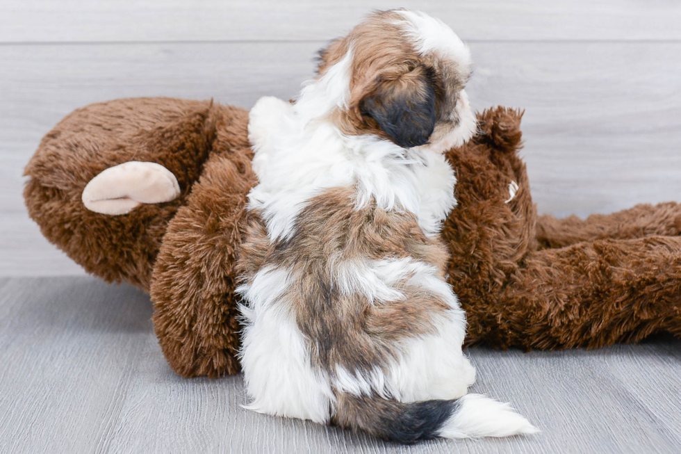 Popular Teddy Bear Designer Pup