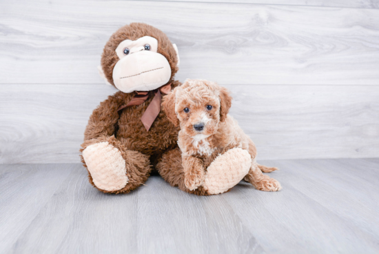 Happy Cockapoo Baby