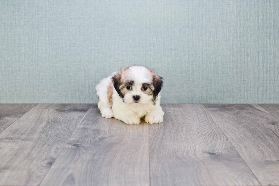 Adorable Shichon Designer Puppy