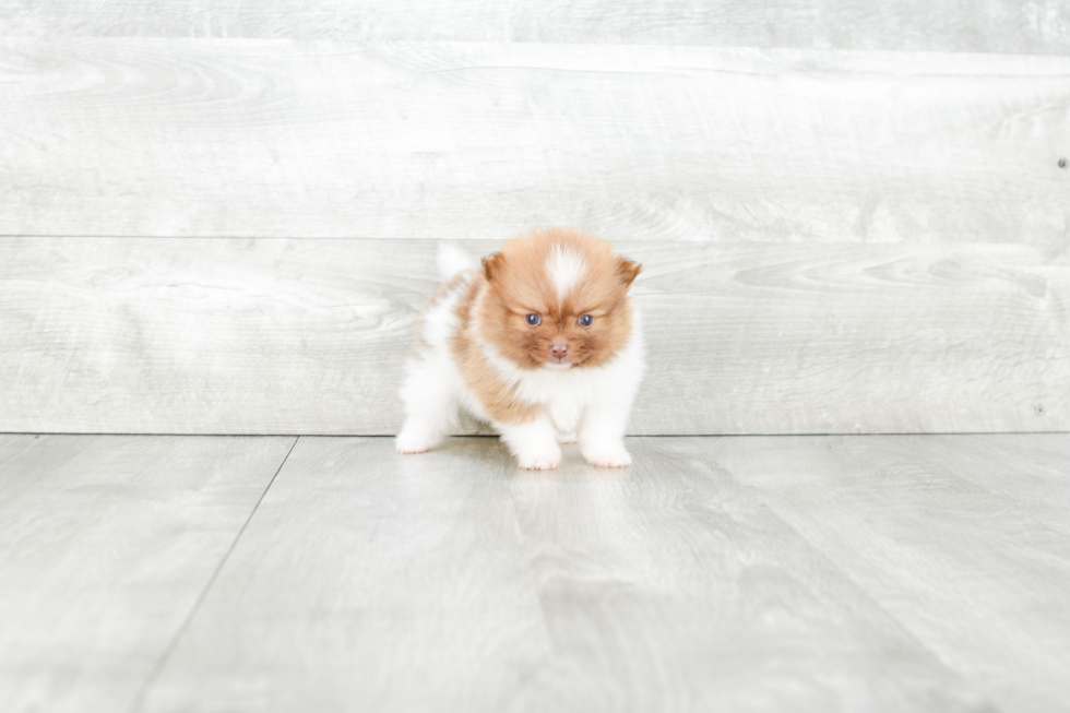 Pomeranian Puppy for Adoption