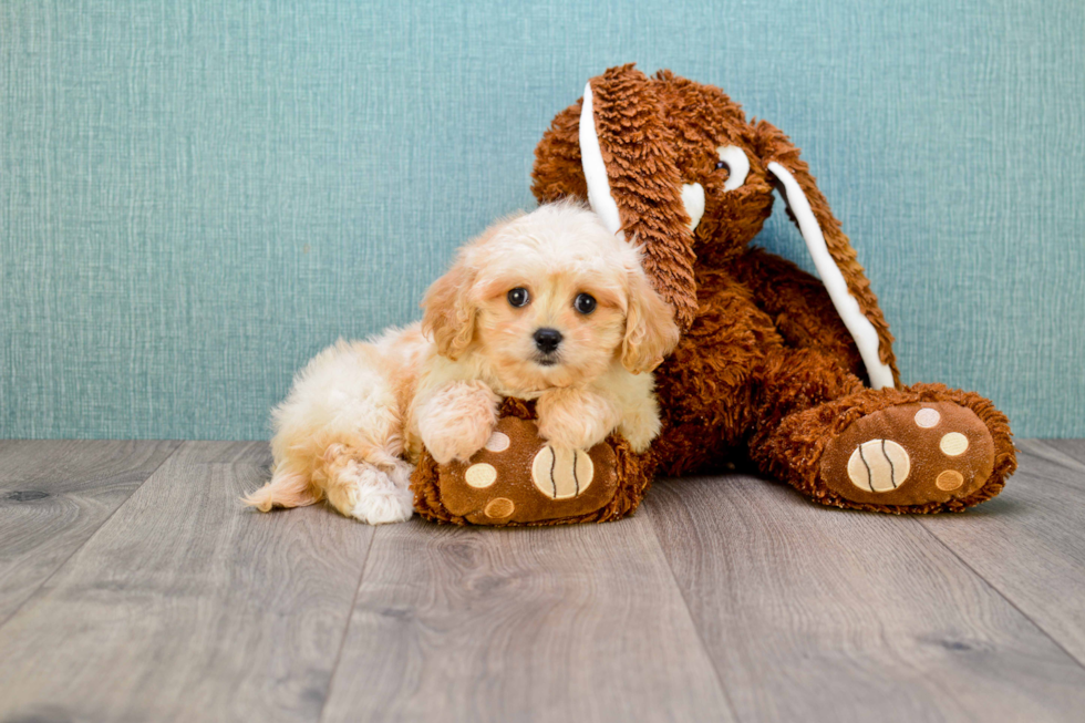 Adorable Cavoodle Poodle Mix Puppy