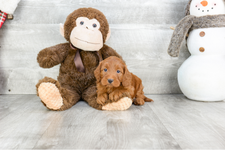 Cockapoo Puppy for Adoption