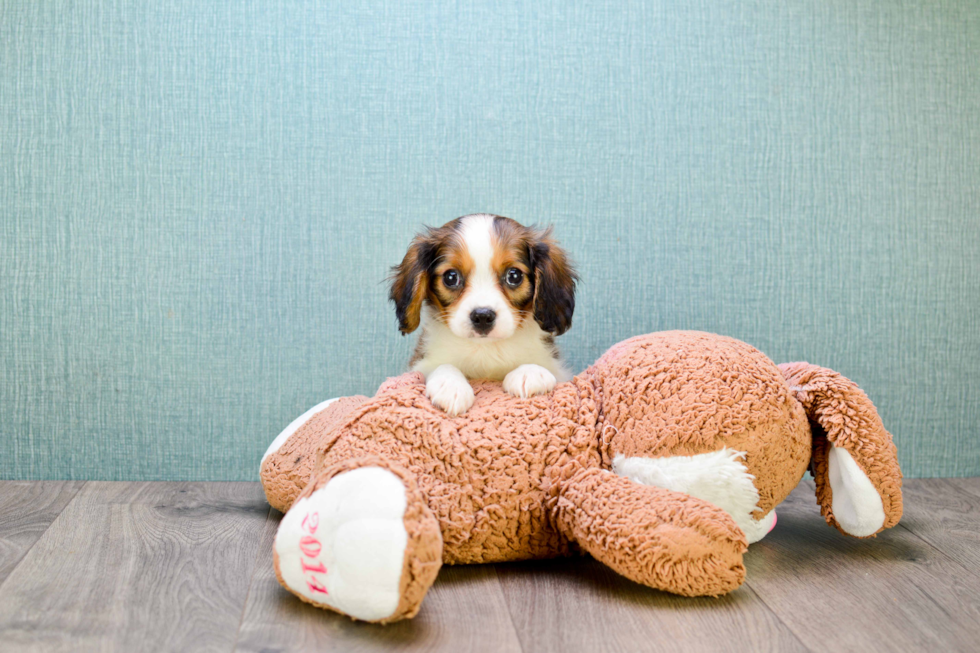 Cavachon Puppy for Adoption