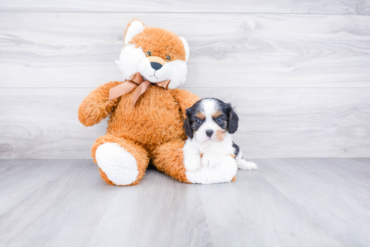 Little Cavalier King Charles Spaniel Baby