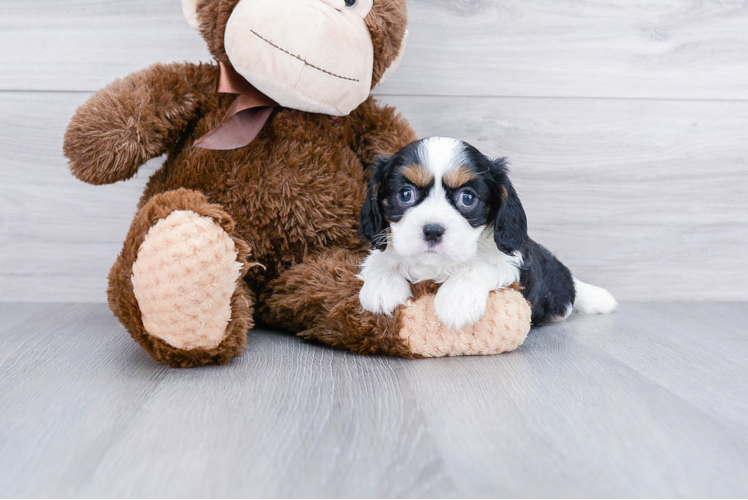 Hypoallergenic Cavalier King Charles Spaniel Purebred Pup